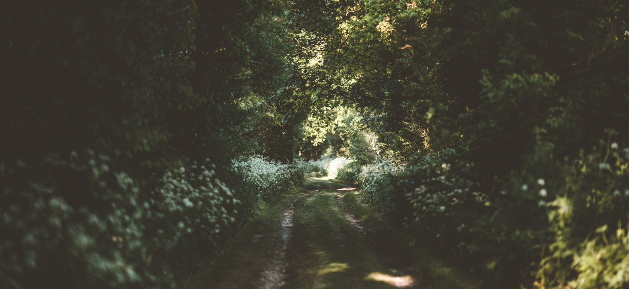 Spring foraging with survival expert, Fraser Christian