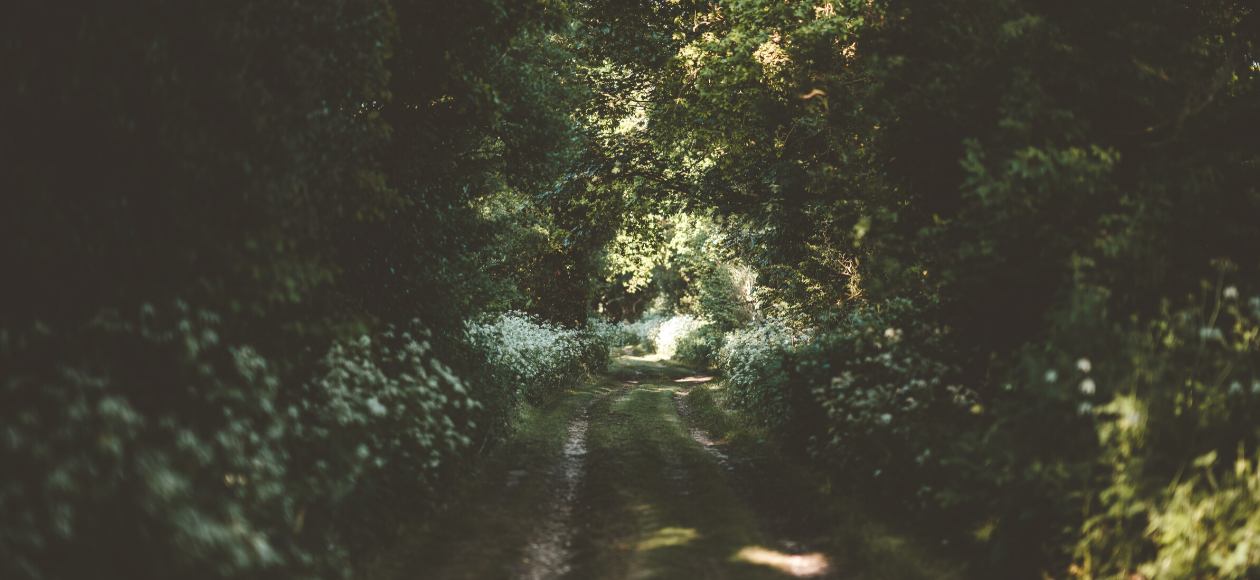 Dorset-Spring-Foraging